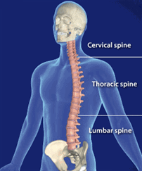 Spinal cord chart where back, neck and spinal cord injuries stem from